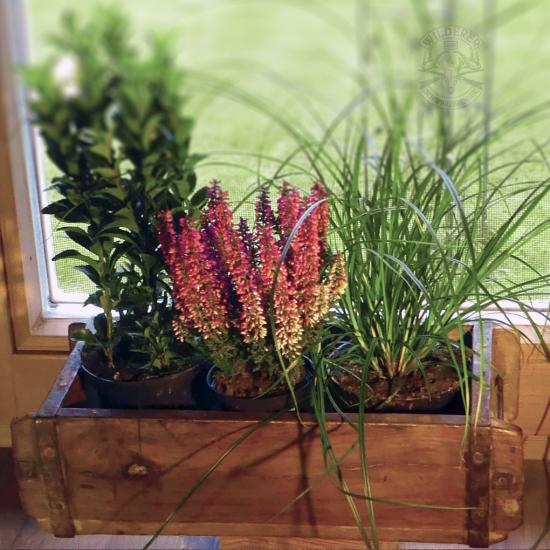 Preview: Odl, Kräuterlikör 1l im Fensterbankerl-Kräuter-Kisterl -